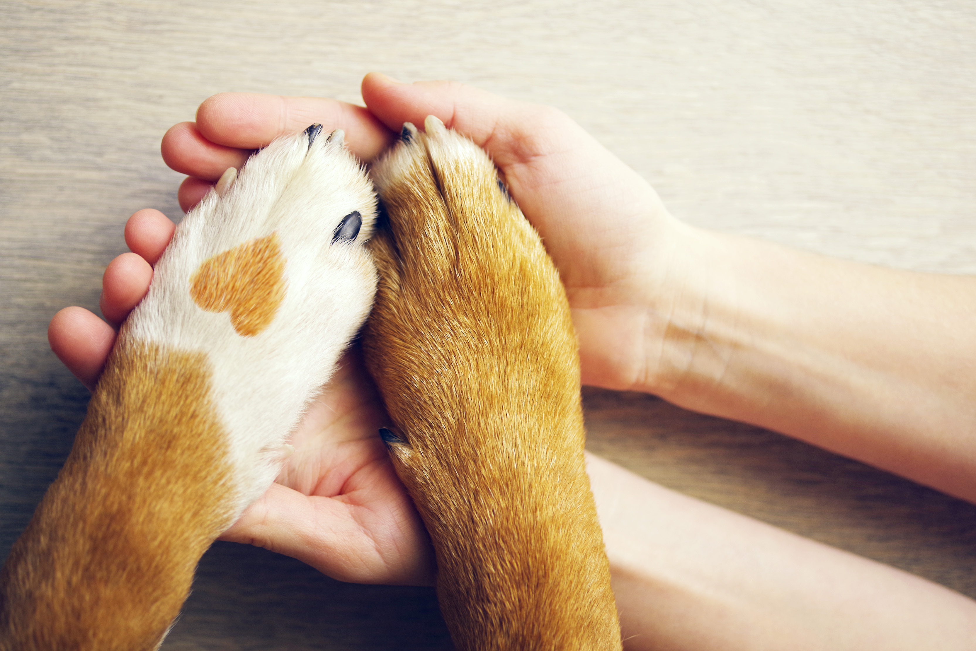 You are currently viewing How long does it take to get my pets ashes back after cremation?