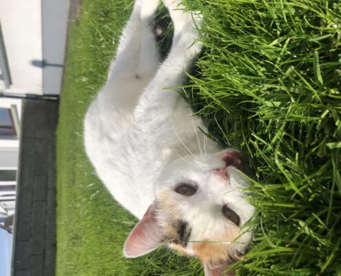 Kizzy