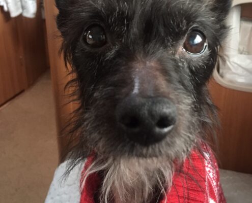 Jack