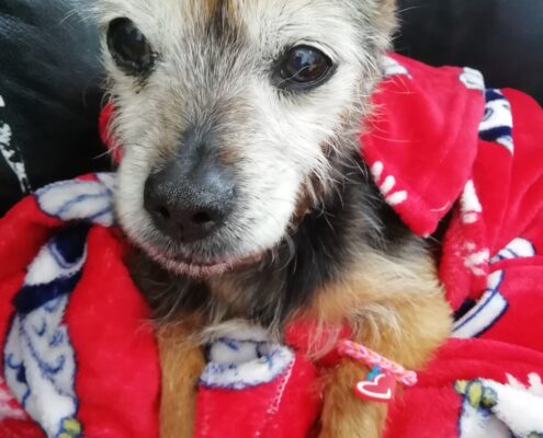 pet memorial gallery