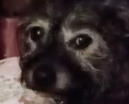 senior dog