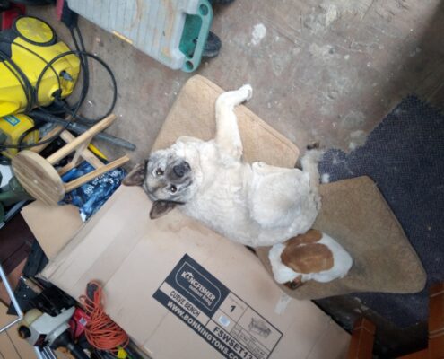 pet memorial galery