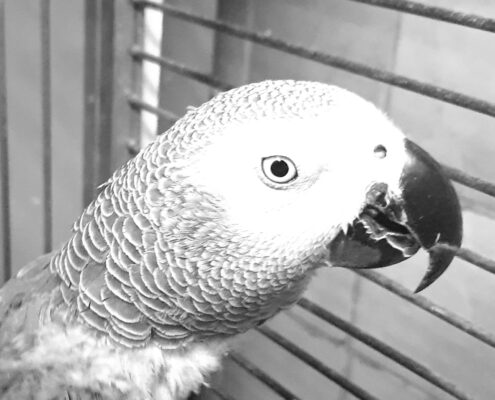 Adio