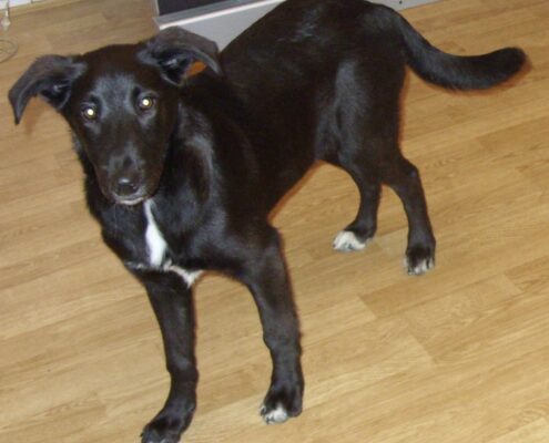 pet gallery