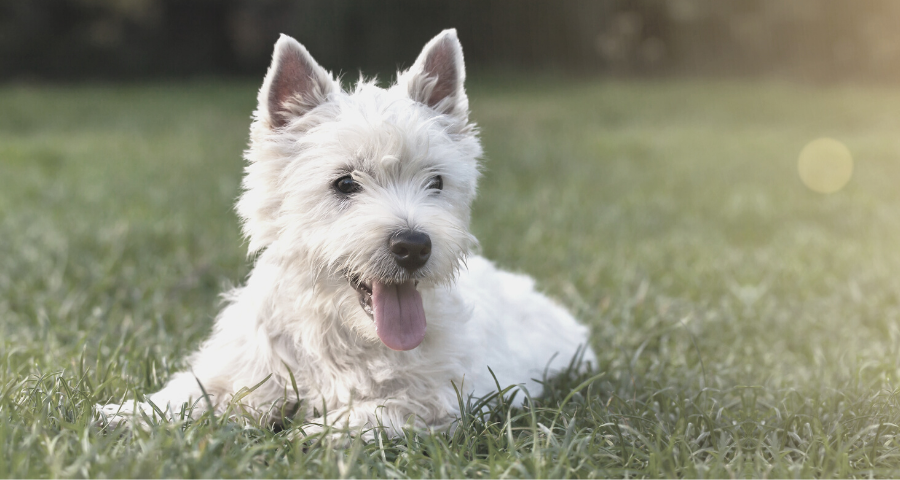 You are currently viewing How to memorialize your pet