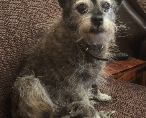 little terrier