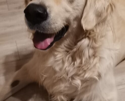 golden retriver