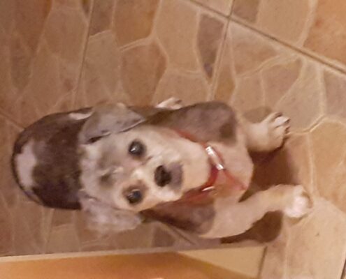 Schnoodles