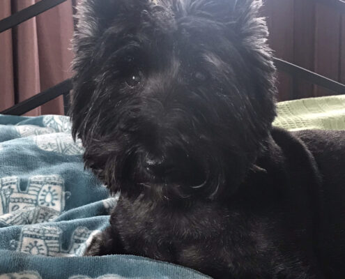 Scruffy