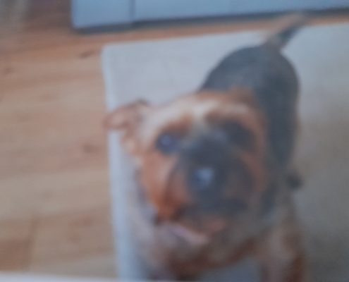 pet memorial gallery