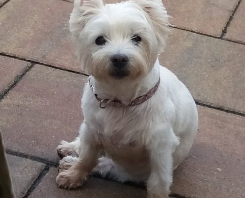 Pawprints cremation pet memorial gallery
