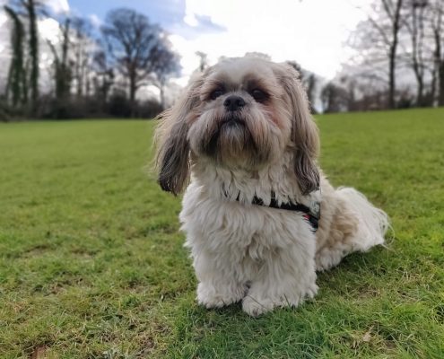 pawprints pet gallery