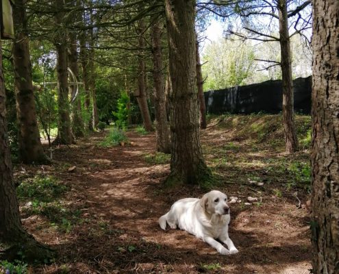 pet memorial gallery