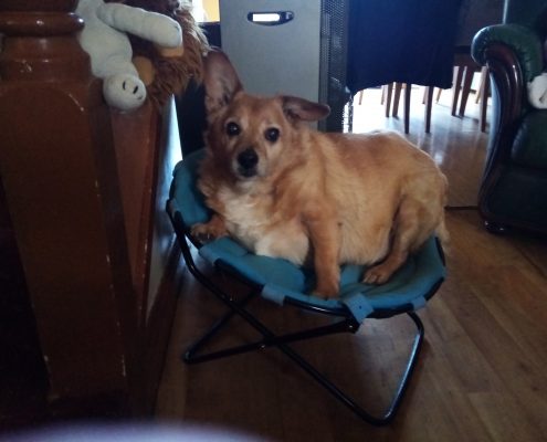 pet memorial gallery