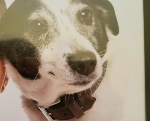 pet memorial gallery pawprints cremation