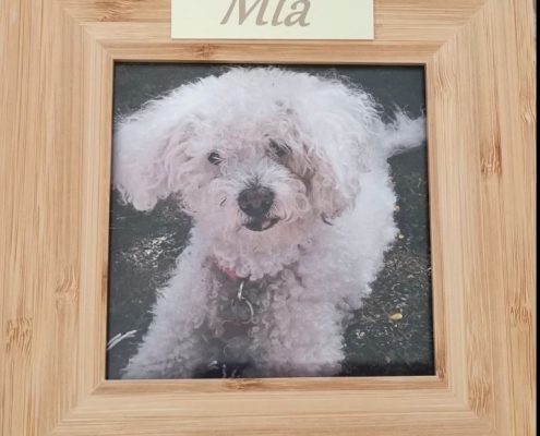Pet memorial galery