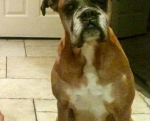 pet memorial gallery