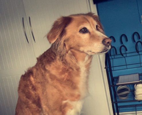 pet memorial gallery