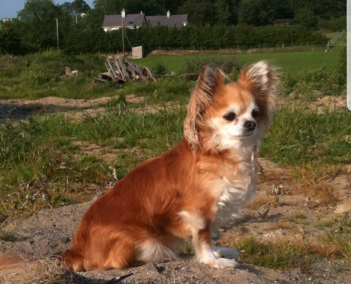 pet memorial gallery