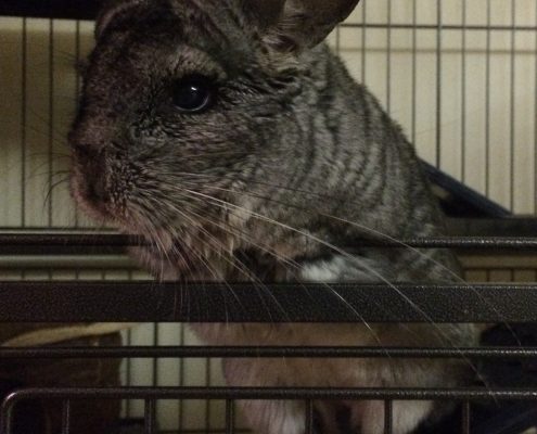 pet memorial gallery