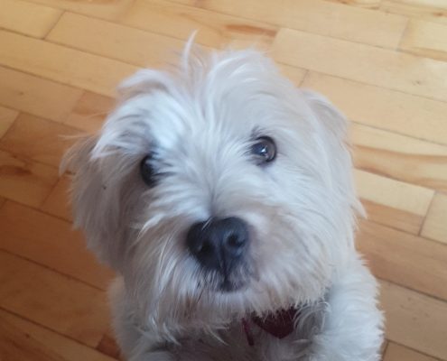 pet memorial gallery