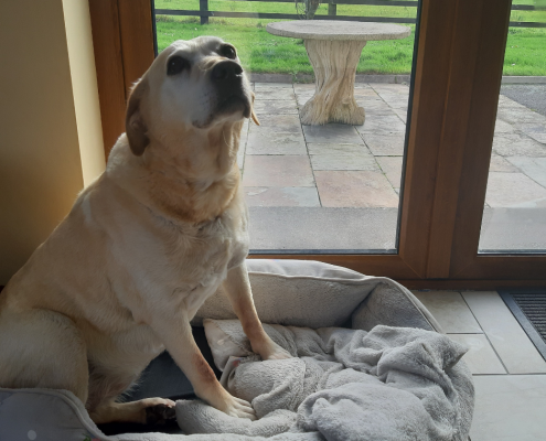 pet memorial gallery