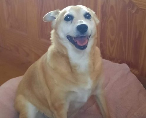 pet memorial gallery