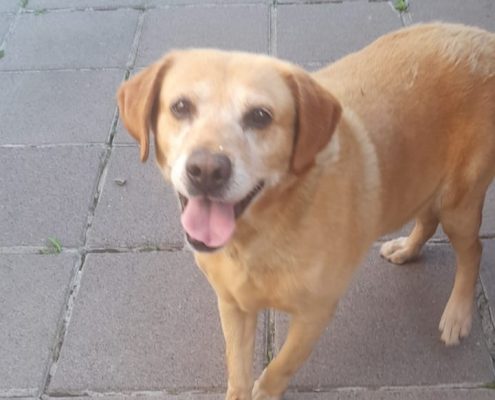pet memorial gallery