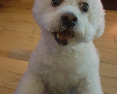 pet memorial gallery