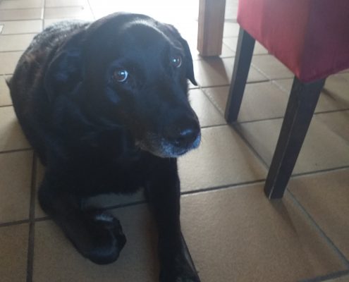 pet gallery
