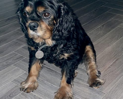 pet memorial gallery