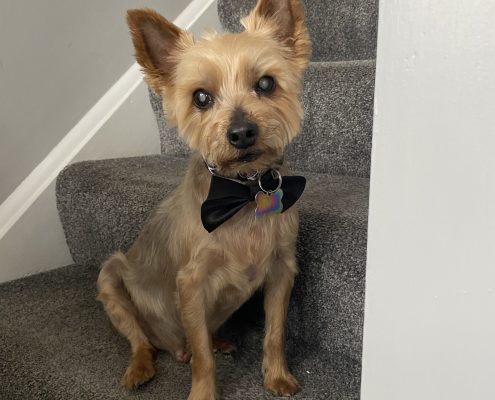 pet memorial gallery