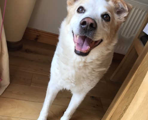 pet memorial gallery