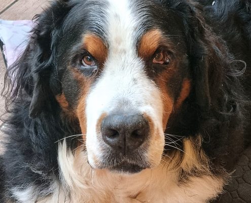 pet memorial gallery