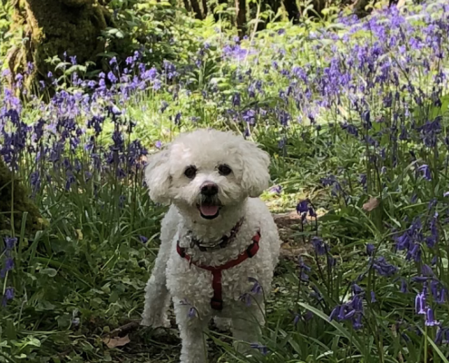 ppawprints pet memorial gallery
