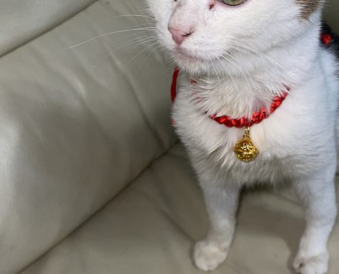 pet memorial gallery
