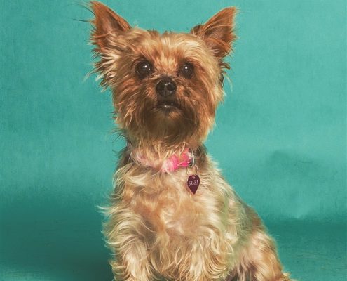 Pet memorial gallery