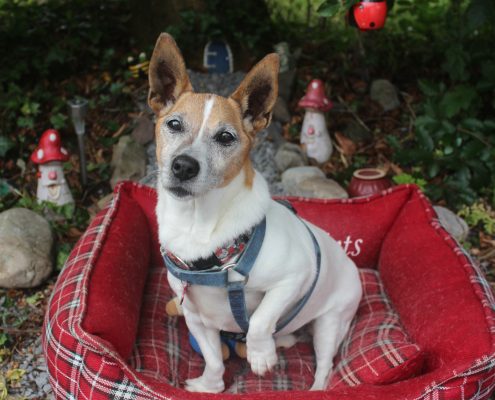 Pawprints Cremation pet memorial gallery