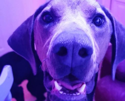 pet memorial gallery