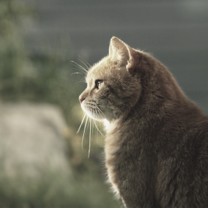 Read more about the article Assessing a cat’s quality of life