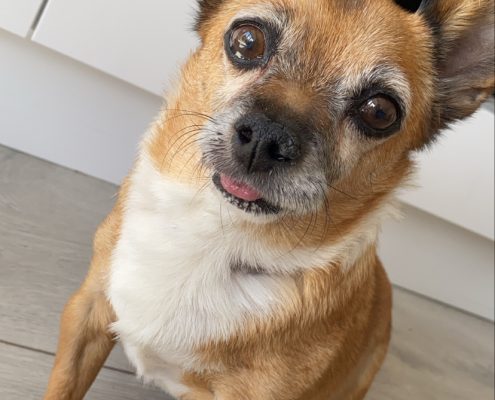 pet cremation gallery
