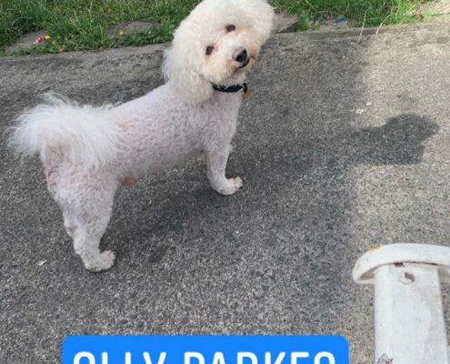 Olly