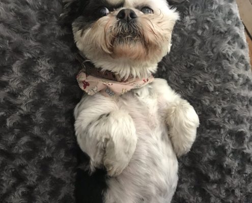 Lucy