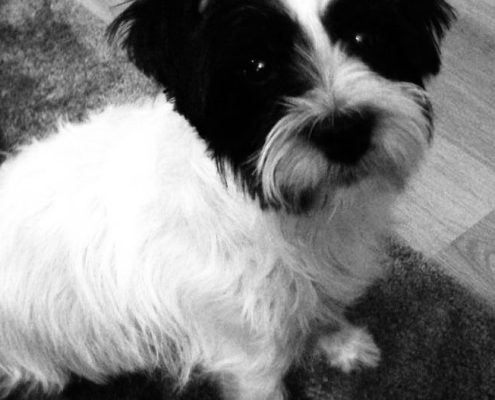pet memorial gallery