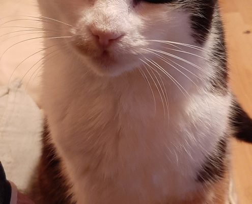 Bailey