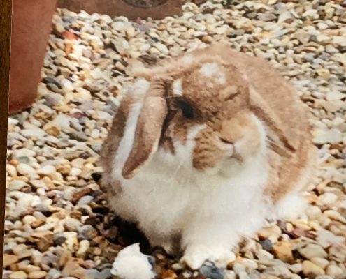 pet memorial gallery