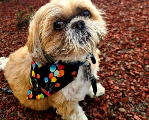 pet gallery