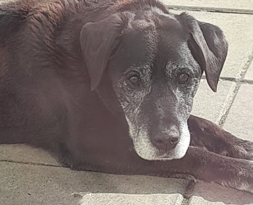 pet memorial gallery