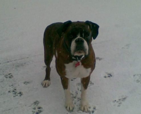 pet memorial gallery