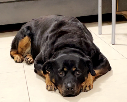 pet memorial gallery